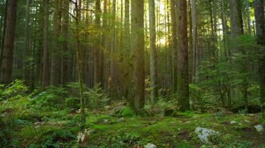 Gün batımında yemyeşil ormanda ilerlemek. Şaşırtıcı Kanada doğası. British Columbia, Kanada. 