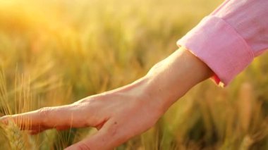 Dişi el, altın buğday dalgasıyla hafifçe fırçalar ve doğanın gerçek özünü ve sükunetini yakalar. Yavaş çekim