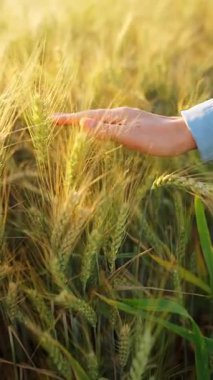 Dişi el, altın buğday dalgasıyla hafifçe fırçalar ve doğanın gerçek özünü ve sükunetini yakalar. Yavaş çekim