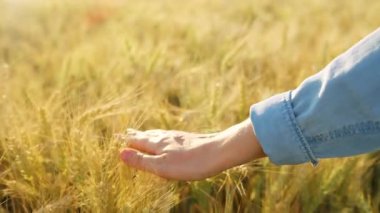 Dişi el, altın buğday dalgasıyla hafifçe fırçalar ve doğanın gerçek özünü ve sükunetini yakalar. Yavaş çekim