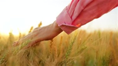Dişi el, altın buğday dalgasıyla hafifçe fırçalar ve doğanın gerçek özünü ve sükunetini yakalar. Yavaş çekim
