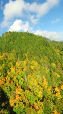 Kanada 'da göz kamaştırıcı sonbahar manzarası. Dağ yamaçlarındaki renkli ormanın havadan görünüşü ve Harrison Gölü, British Columbia. FPV insansız hava aracı tarafından çekildi.