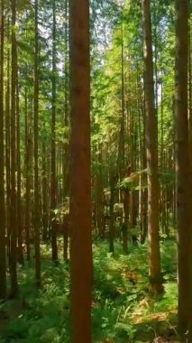 Güneşli bir günde muhteşem bir ormanda dallara yakın ağaçlar arasında pürüzsüz bir uçuş. POV FPV insansız hava aracı ile çekildi. British Columbia, Kanada