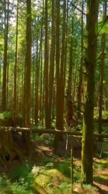 Güneşli bir günde muhteşem bir ormanda dallara yakın ağaçlar arasında pürüzsüz bir uçuş. POV FPV insansız hava aracı ile çekildi. British Columbia, Kanada