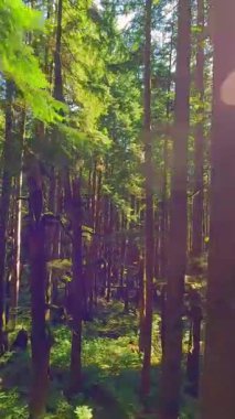 Güneşli bir günde muhteşem bir ormanda dallara yakın ağaçlar arasında pürüzsüz bir uçuş. POV FPV insansız hava aracı ile çekildi. British Columbia, Kanada