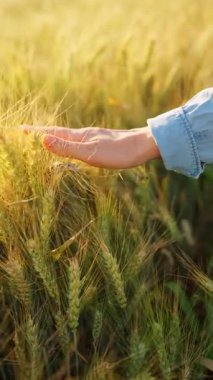 Dişi el, altın buğday dalgasıyla hafifçe fırçalar ve doğanın gerçek özünü ve sükunetini yakalar. Yavaş çekim