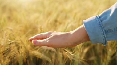 Dişi el, altın buğday dalgasıyla hafifçe fırçalar ve doğanın gerçek özünü ve sükunetini yakalar. Yavaş çekim