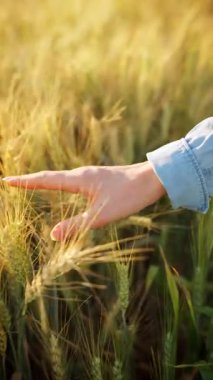 Dişi el, altın buğday dalgasıyla hafifçe fırçalar ve doğanın gerçek özünü ve sükunetini yakalar. Yavaş çekim