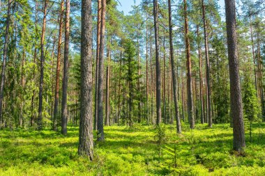 Kuzey Estoni 'deki Lahemaa Ulusal Parkı' nda doğal orman manzarası