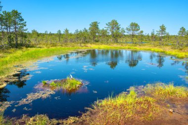 Natural landscape of Viru Bog (Viru raba) with small marsh lakes. Lahemaa National Park, Estonia