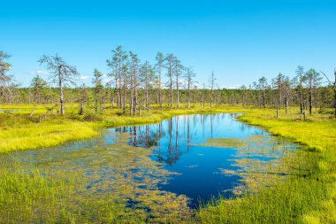 Natural landscape of Viru Bog (Viru raba) with marsh lakes. Lahemaa National Park, Estonia