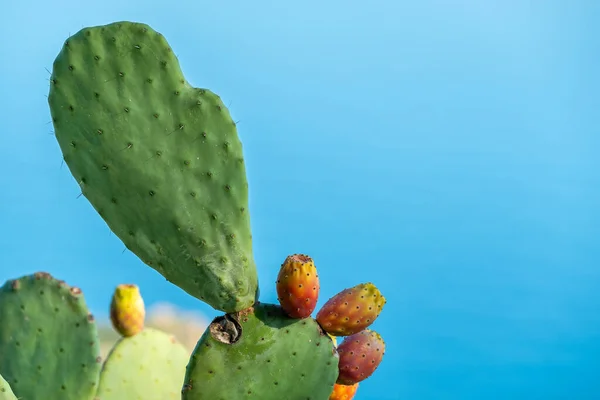 Prickly pear cactus with fruits against blue sea surface