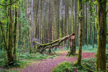 Doğa patikası ve Konglar Ormanı 'ndaki eski kırık ağaç. Cong, County Mayo, İrlanda