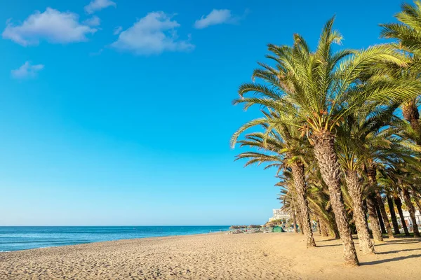 Palmový Háj Pláži Torremolinos Costa Del Sol Andalusie Španělsko — Stock fotografie