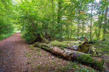 Lough Corrib 'in yanındaki doğa yolunda devrilmiş bir ağacın altında. Cong, County Mayo, İrlanda