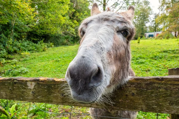 Irish Donkey Looking Wooden Fence Forest Pasture Cong County Mayo — Stock Photo, Image