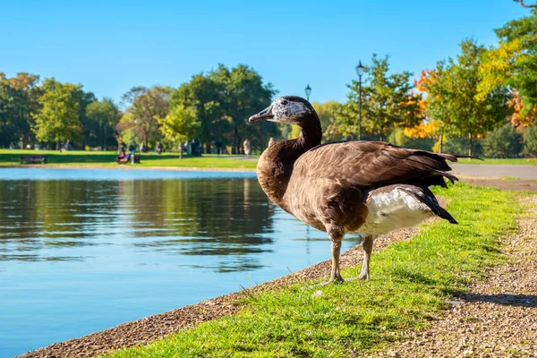 Wild Goose Grass Long Pond London England — Stock Photo, Image