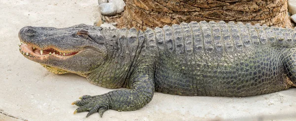 Big Nile Crocodile Resting Palm Tree Crocodile Park — Stock Photo, Image