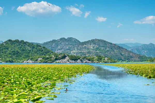 Waterlelies Skadar Lake Provincie Cetinje Montenegro — Stockfoto