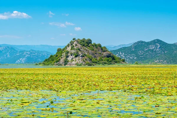 Les Nénuphars Couvrent Surface Lac Skadar Province Cetinje Monténégro — Photo
