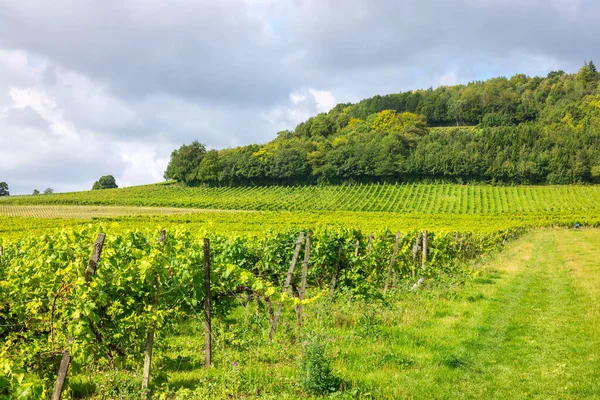 Літній Вид Виноградник Селі Суррей Англія Велика Британія Стокове Зображення