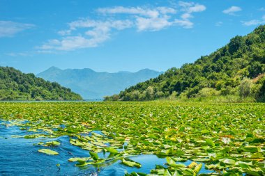 Su zambakları Skadar Gölü 'nün yüzeyini kaplar. Cetinje ili, Karadağ