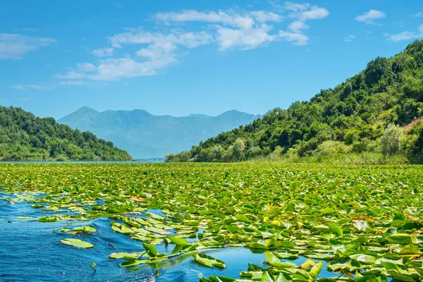 Water Lilies Cover Surface Skadar Lake Cetinje Province Montenegro — Stock Photo, Image