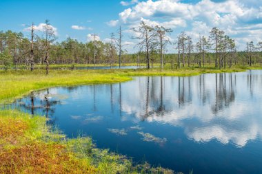 Virü Bataklığı 'nın (Viru raba) derin bataklık gölleriyle doğal manzarası. Lahemaa Ulusal Parkı, Estonya