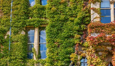 Ivy İsa Kilisesi kolej binasının dış görünüşünü gizledi. Oxford, İngiltere