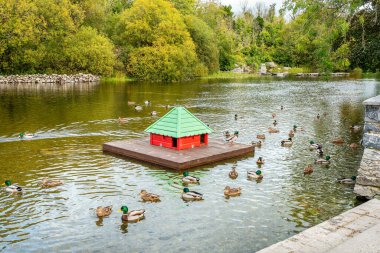 Ördek havuzunda bir evin etrafında yüzen ördekler. Cong, County Mayo, İrlanda