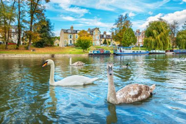 River Cam 'de yüzen kuğular. Cambridge, İngiltere