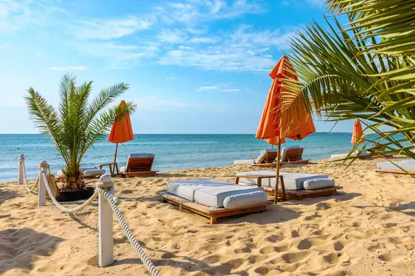 Sunny Beach 'te palmiye ağacı ve turuncu şemsiyeler. Bulgaristan