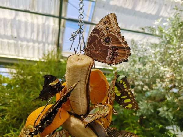 Feeding Butterflies Butterfly House — Foto de Stock
