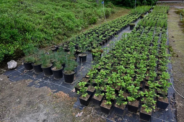 Plant Seedlings Plastic Buckets Outdoors Botanical Garden — Stock Photo, Image