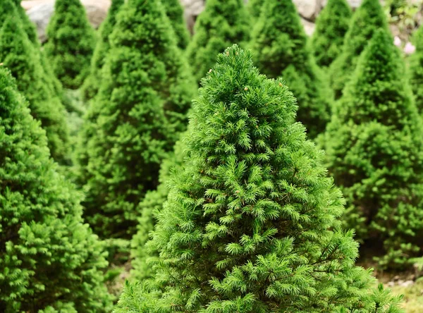 Christmas Conical Fir Trees Arboretum — Stock Photo, Image