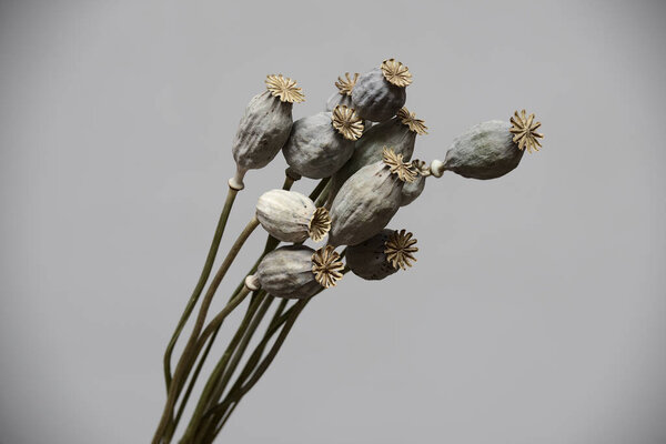 dried poppy seed heads on neutral background 