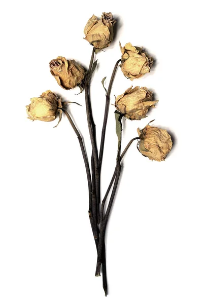 Шість Сухих Троянд Білому Тлі — стокове фото