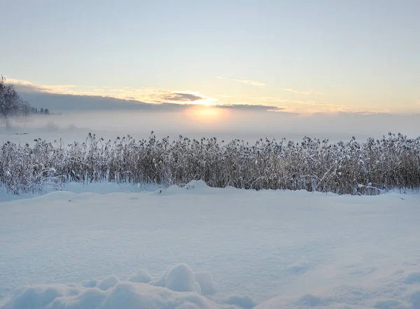 Sunset Winter Lake Snow Covered Reeds — Stockfoto