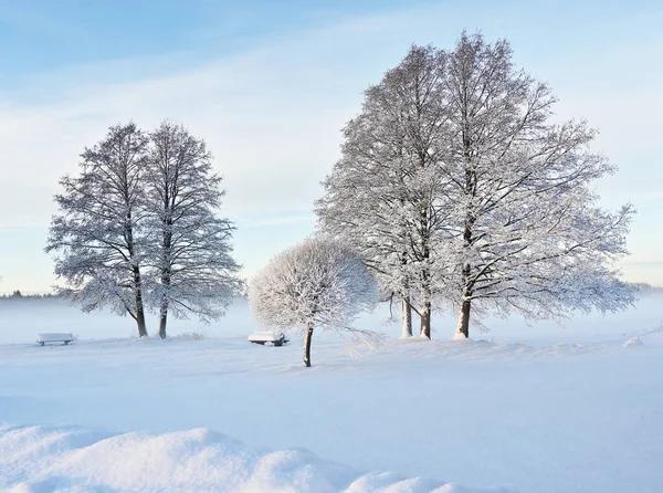 Beautiful Winter Landscape Park Sunny Day Trees Bushes Covered Snow — Stock Photo, Image