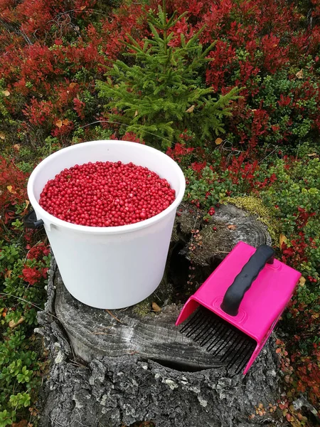Bucket Ripe Lingonberries Berry Picker Autumn Forest — Foto Stock