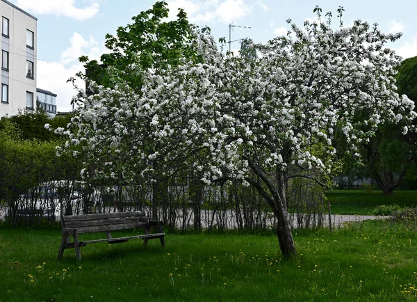 Kwitnąca Jabłoń Drewniana Ławka Dziedzińcu Budynku Mieszkalnego — Zdjęcie stockowe