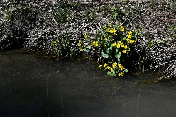Blooming Marsh Marigold Stream Spring — Stock Photo, Image