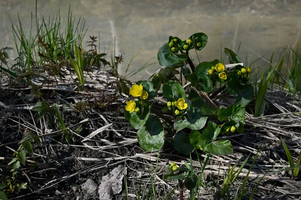 春には沢のそばに沼のマリーゴールドを咲かせ — ストック写真