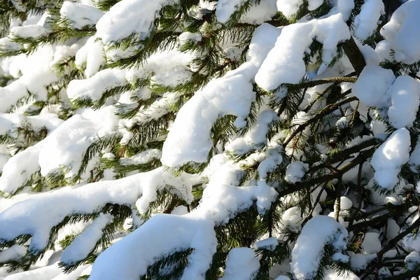 Gałązki Jodły Pokryte Śniegiem Oświetlone Słońcem — Zdjęcie stockowe