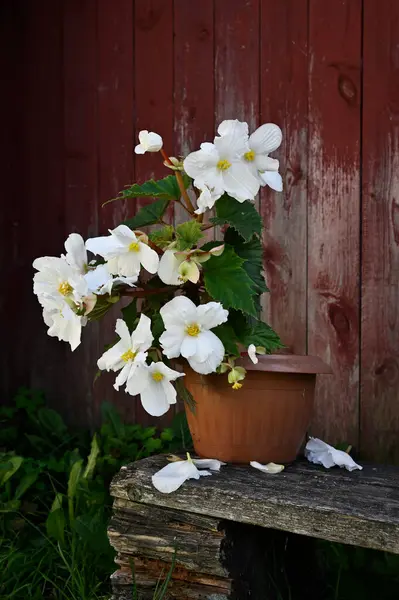 Bloeiende Begonia Een Pot Tegen Achtergrond Van Rode Muur Van — Stockfoto