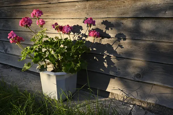 Blooming Garden Pelargonium Rays Evening Sun Background Wooden Wall — Stock Photo, Image