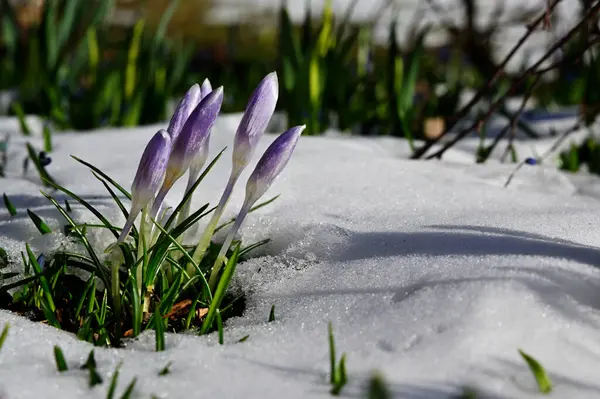 blooming purple crocuses in the snow in spring