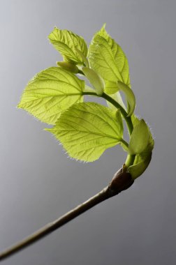 Tarafsız arkaplanda ortaya çıkan ve açılan ıhlamur ağacı yaprağı tomurcuğu 