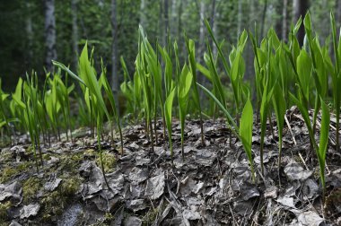 lily of the valley sprouts make their way through withered leaves in the spring in the forest 