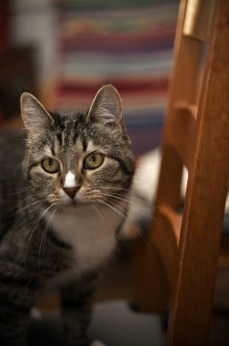 Odadaki kedi sandalyeye oturmuş kameraya bakıyor. 
